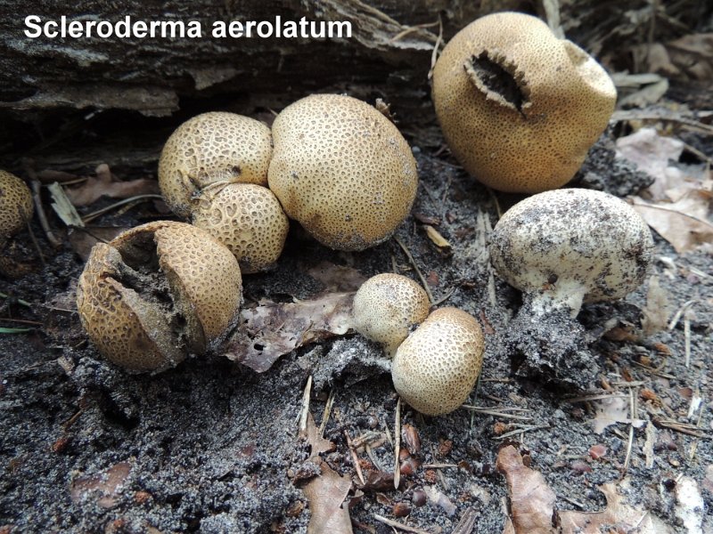 Scleroderma areolatum-amf1763.jpg - Scleroderma areolatum ; Syn: Scleroderma lycoperdoides ; Nom français: Scléroderme aréolé